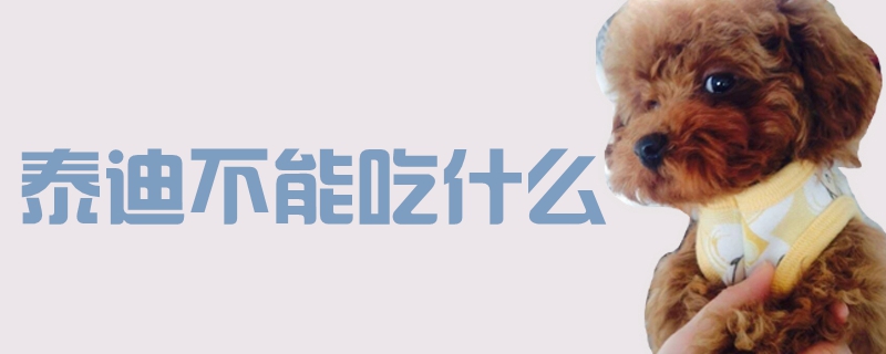 泰迪不能吃什么